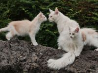 Maine Coon Kitten mit Stammbaum