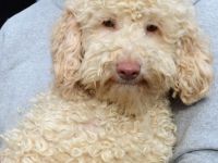 Zeitweise Flatdoodle und Cockadoodle Welpen auf Anfrage an Kenner und Liebhaber