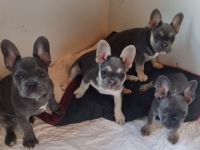Französische Bulldoggen   Welpen
