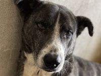 Roy, geb. ca. 11/2019, lebt in GRIECHENLAND, im städt. Tierheim Serres