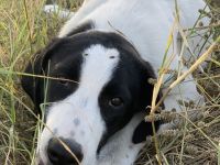 Rico, geb. ca. 05/2022, lebt in GRIECHENLAND, auf einer privaten Pflegestelle