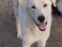 Rasmus, geb. ca. 04/2020, lebt in GRIECHENLAND, im städt. Tierheim Serres