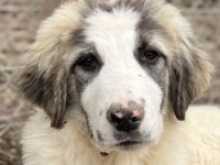 Piet, geb. ca. 11/2021, lebt in GRIECHENLAND, im städt. Tierheim Serres