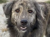 Pesto, geb. ca. 12/2021, lebt in GRIECHENLAND, im städt. Tierheim Serres