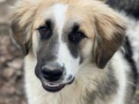 Otys, geb. ca. 03/2022, lebt in GRIECHENLAND, im städt. Tierheim Serres