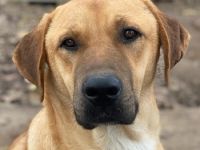 Nobu, geb. ca. 04/2021, lebt in GRIECHENLAND, im städt. Tierheim Serres