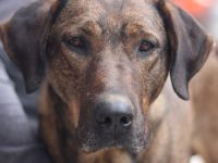 Naruto, geb. ca. 11/2019, lebt in GRIECHENLAND, auf der Straße und wird dort versorgt