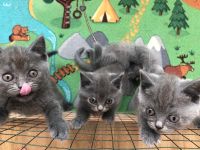 Britisch Kurzhaar in Blau 5 kitten Babys mit Stammbaum