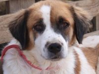 Mick, geb. ca. 12/2020, lebt in GRIECHENLAND, auf einem Gelände