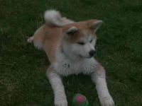 Japanische Akita Inu Welpe mit Pedigree