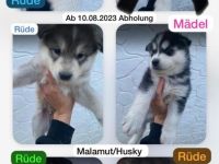 Husky Malamut Welpen suchen neue Wohnung