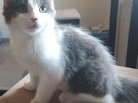 Zwei Ragdoll BKH Mix Kitten