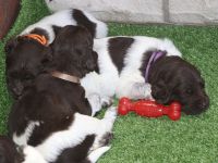 Kleine Münsterländer Welpen