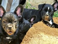 Französische Bulldoggen