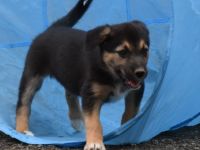 Border collie mix welpe