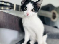 Babykatzen suchen zuhause