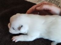 Boardercollie Französische Bulldogge Mix Welpen