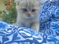 BKH - Kitten, Kätzchen