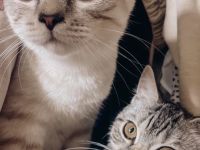 BKH Britisch Kurzhaar