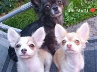 Ein Chihuahua Bub in seltenen huskyfarben