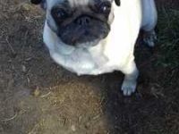 Mops zu verkaufen 4 Monate