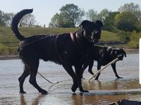 Cane Corso x Malionois
