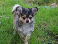 Chihuahua Welpen mit Ahnentafel