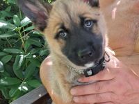 Wunderschöne Kleine Prinzessin Luna