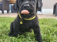 Süße Labrador Welpen