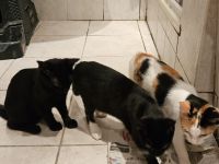 2 Süße Katzen Babys in liebevolle Hände abzugeben .