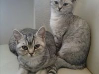 BKH Katzen abzugeben