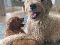 Golden Doodle jetzt 6 Wochen alt! (fb2)
