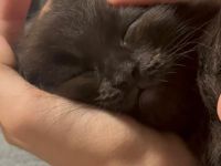 Maine Coon Kater  abgabebereit