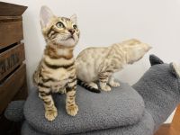 2 Bengal Kitten (Kater) 14 Wochen Snow Mink & Brown vom Züchter