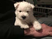 Westhighland White Terrier Welpen, KfT Zucht,