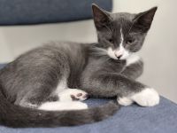 Russischer karthäuser Kater abzugeben