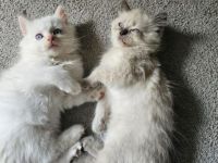 Zuckersüß Kitten 🥰