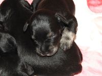 Zwergschnauzer Welpe schwarz- silber