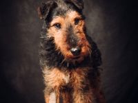 Tequila, sportlicher, aktiver, verspielter Airdale-Terrier Mix sucht passendes, erfahrenes Zuhause