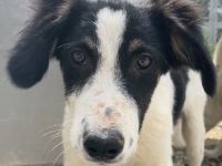 Marvel, geb. ca. 05/2022, lebt in GRIECHENLAND, im städt. Tierheim Serres