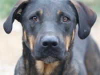 Leif, geb. ca. 03/2022, lebt in GRIECHENLAND, im städt. Tierheim Serres