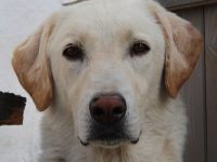 Legolas, geb. 11/2017, lebt in GRIECHENLAND, im städt. Tierheim Serres