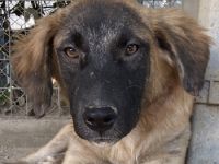 Lacasito, geb. ca. 01/2022, lebt in GRIECHENLAND, im städt. Tierheim Serres