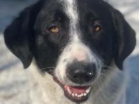 Kniffel, geb. ca. 03/2021, lebt in GRIECHENLAND, im städt. Tierheim Serres