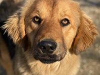 Kerchak, geb. ca. 07/2021, lebt in GRIECHENLAND, im städt. Tierheim Serres