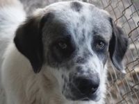 Joni, geb. ca. 11/2021, lebt in GRIECHENLAND, im städt. Tierheim Serres