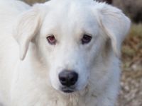 Idallo, geb. ca. 12/2020, lebt in GRIECHENLAND, im städt. Tierheim Serres
