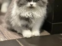 Wunderschöne BLH Kitten mit Stammbaum