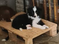 Border Collie Welpen
