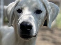 Hasko, geb. ca. 12/2021, lebt in GRIECHENLAND, auf einer privaten Pflegestelle